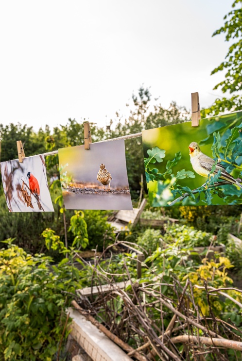 Ausstellung von Wildvogelbildern im Berliner Allmende Kontor Gemeinschaftsgarten